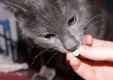 Таблетки от блох для кошек